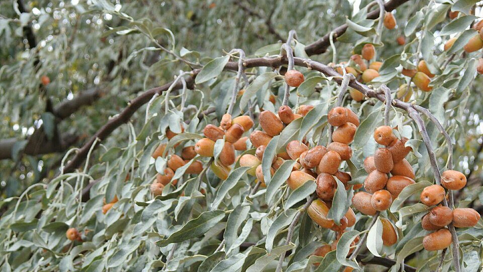 سویق سنجد چیست؟ چه فرقی با پودر سنجد دارد؟ - وبسایت سویق نور